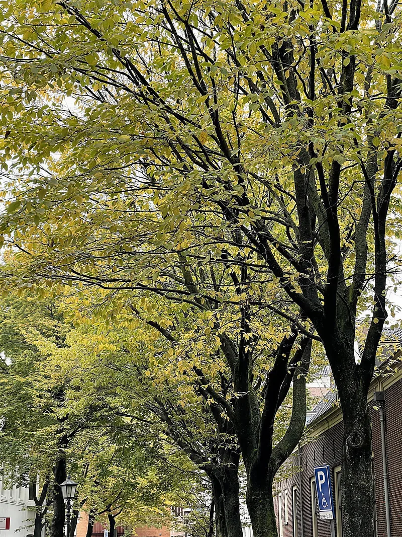 De bomen langs de Krocht in Haarlem